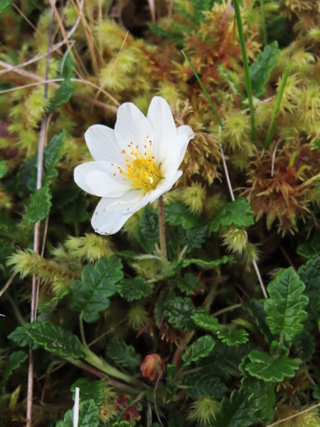 mountain avens / Dryas octopetala: _Dryas octopetala_ is an <a href="aa.html">Arctic–Alpine</a> dwarf shrub with distinctive shiny, crenate leaves, and distinctive (approximately) 8-petalled white flowers.