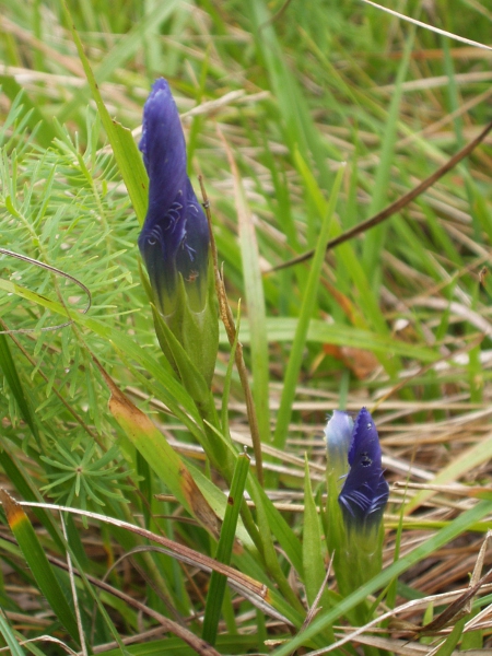 fringed gentian / Gentianopsis ciliata: Shortly before anthesis