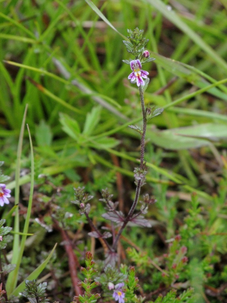 slender eyebright / Euphrasia micrantha: The tiny flowers of _Euphrasia micrantha_ are often coloured purple to varying degrees.