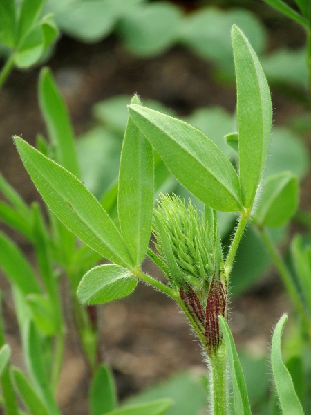 Hungarian clover / Trifolium pannonicum: _Trifolium pannonicum_ has hairier leaves with narrower leaflets than _Trifolium repens_.