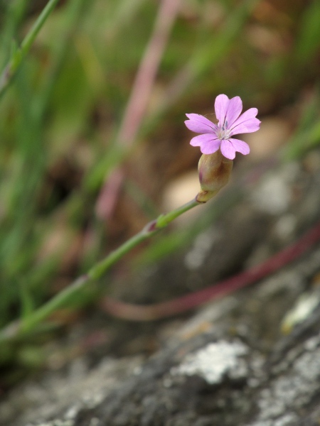 proliferous pink / Petrorhagia prolifera: The inflorescence of _Petrorhagia prolifera_ comprises several flowers, but only one flower is exserted at a time.