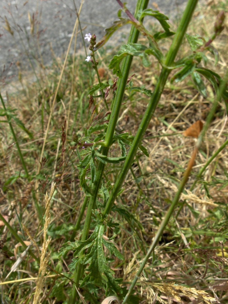 vervain / Verbena officinalis