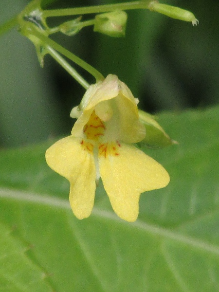 small balsam / Impatiens parviflora: The flowers of _Impatiens parviflora_ are smaller and paler than those of our other _Impatiens_ species.