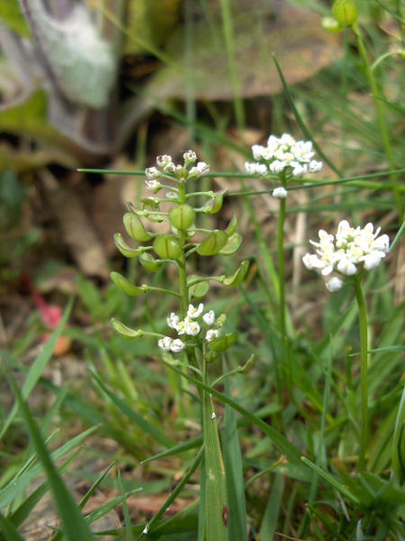 shepherd’s cress / Teesdalia nudicaulis: _Teesdalia nudicaulis_ has flattened, _Thlaspi_-like fruits, and its flowers are zygomorphic, like _Iberis_, but its shorter petals are only as long as the sepals, and the style cannot be readily seen at the apex of the fruit.