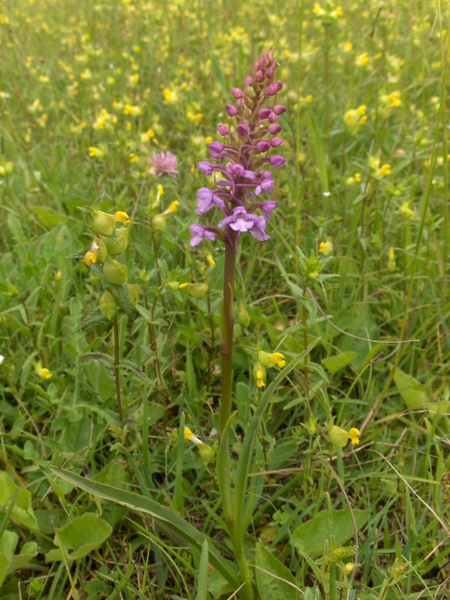 chalk fragrant orchid / Gymnadenia conopsea: _Gymnadenia conopsea_ _s.s._ excludes the plants now treated as _Gymnadenia densiflora_ and _Gymnadenia borealis_; it is the most widespread of the 3.