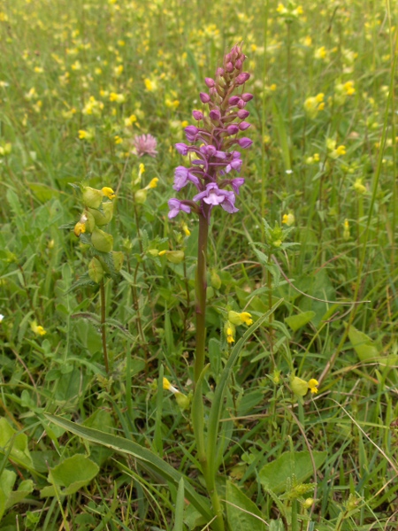 chalk fragrant orchid / Gymnadenia conopsea