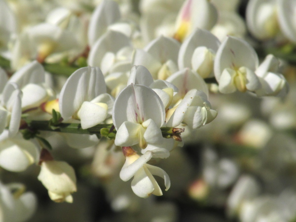 white broom / Cytisus multiflorus: _Cytisus multiflorus_ has white flowers, noticeably smaller than the yellow flowers of _Cytisus scoparius_.