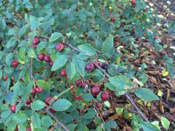 one-stoned cotoneaster / Cotoneaster monopyrenus: _Cotoneaster monopyrenus_ is native to south-western China, including parts of Tibet.