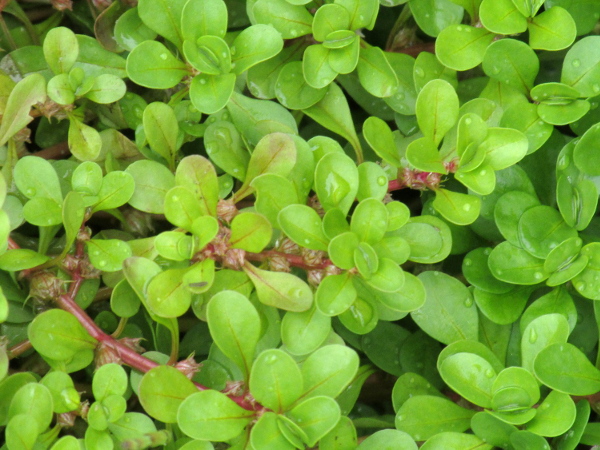 water purslane / Lythrum portula: The 6-parted flowers of _Lythrum portula_ are sessile in the axils of the opposite, spathulate leaves.