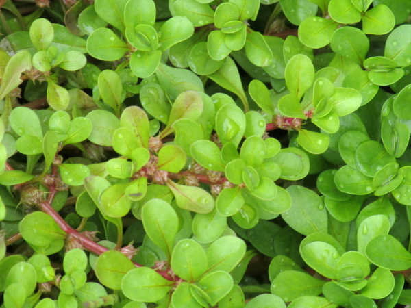 water purslane / Lythrum portula