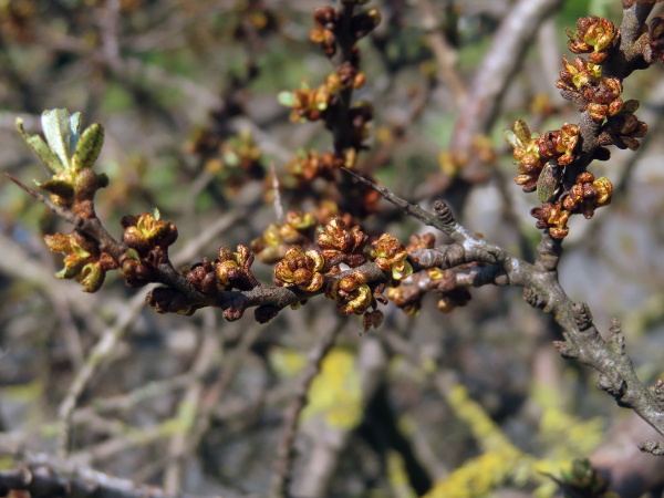 sea buckthorn / Hippophae rhamnoides: _Hippophae rhamnoides_ is dioecious and flowers before the leaves emerge in the spring; these are the male flowers.
