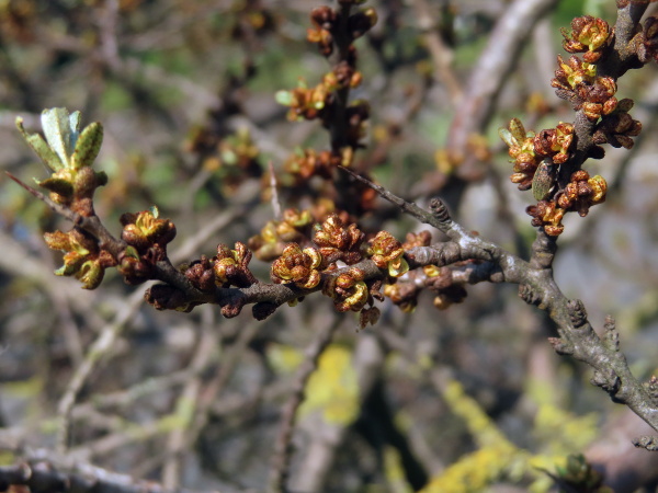 sea buckthorn / Hippophae rhamnoides: _Hippophae rhamnoides_ is dioecious  and flowers before the leaves emerge in the spring; these are the male flowers.