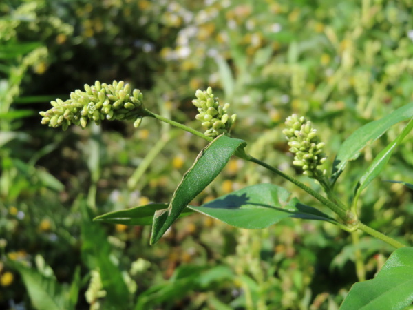 pale persicaria / Persicaria lapathifolia: _Persicaria lapathifolia_ grows in the damp margins of fields and waste ground; it typically has paler flowers than species such as _Persicaria maculosa_.