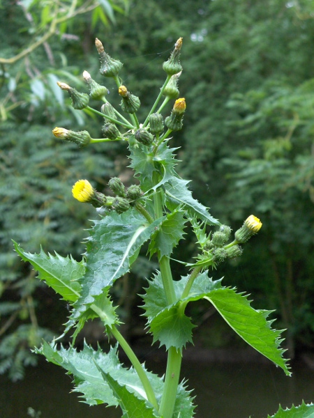 prickly sow-thistle / Sonchus asper: The auricles on the leaf-bases of _Sonchus asper_ are pointed, whereas those of _Sonchus oleraceus_ are rounded.