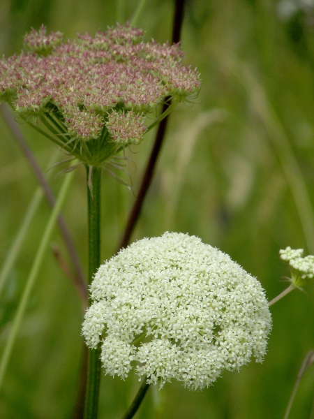 moon carrot / Seseli libanotis: The inflorescences of _Seseli libanotis_ have numerous simple bracts and bracteoles, and the fruits are softly hairy.