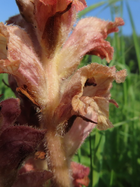 bedstraw broomrape / Orobanche caryophyllacea: _Orobanche caryophyllacea_ looks similar to _Orobanche alba_, but smells of cloves, and has calyx lobes shorter than the corolla-tube, often with 2 teeth each rather than just 1.