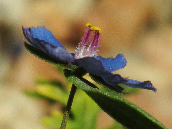 scarlet pimpernel / Lysimachia arvensis: A blue-flowered form, _Lysimachia arvensis_ f. _azurea_, resembles _Lysimachia foemina_, but the abundant glandular hairs along the petal margins reveal it to belong in _L. arvensis_.