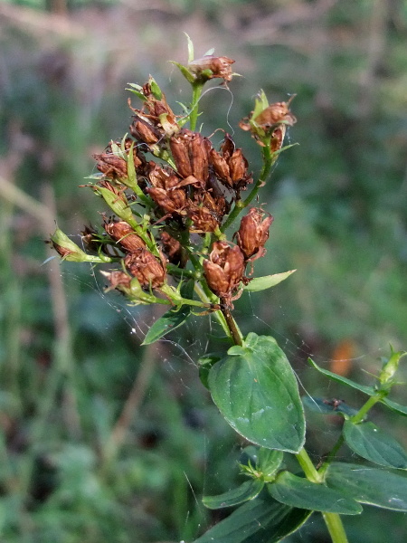 square-stalked St. John’s wort / Hypericum tetrapterum