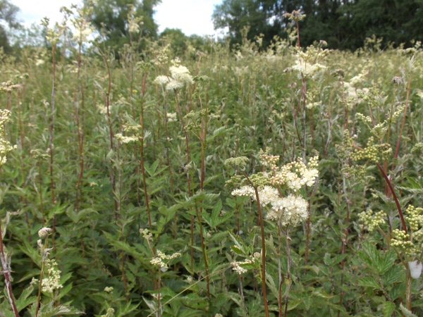 meadowsweet / Filipendula ulmaria: _Filipendula ulmaria_ is a widespread plant of seasonally wet ground.