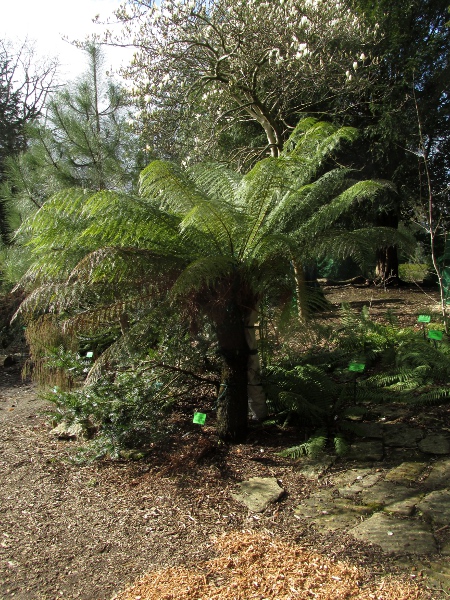 Australian tree-fern / Dicksonia antarctica: _Dicksonia antarctica_ is a tree-fern that is very occasionally naturalised in the British Isles.