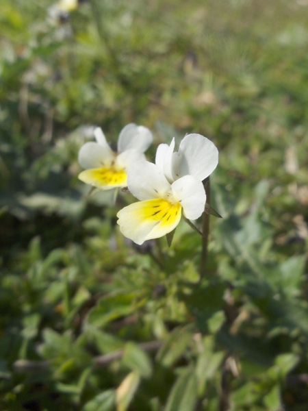 wild pansy / Viola tricolor: White/yellow-flowering form