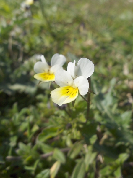 wild pansy / Viola tricolor