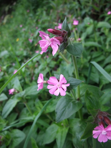 red campion / Silene dioica: _Silene dioica_ is a dioecious herb mostly found in woodland edges and hedgerows; male plants have narrow flowers with stamens but no stigmas.
