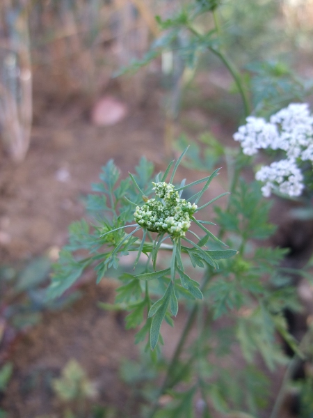 fool’s parsley / Aethusa cynapium: The umbels of _Aethusa cynapium_ have 3–4 branched bracteoles at the base, all pointing outwards.