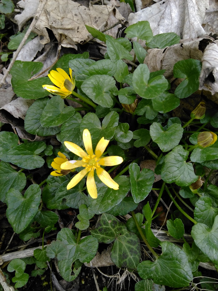 fertile lesser celandine / Ficaria verna subsp. fertilis: _Ficaria verna_ subsp. _fertilis_ is the most widespread subspecies of lesser celandine in the British Isles, and the only one in much of the far north and west; it differs from _F. verna_ subsp. _verna_ in lacking bulbils in the leaf axils.