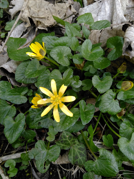 fertile lesser celandine / Ficaria verna subsp. fertilis: _Ficaria verna_ subsp. _fertilis_ is the most widespread subspecies of lesser celandine in the British Isles, and the only one in much of the far north and west; it differs from _F. verna_ subsp. _verna_ in lacking bulbils in the leaf axils.