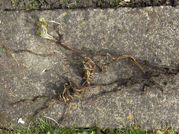 field bindweed / Convolvulus arvensis: The roots of _Convolvulus arvensis_ are coiled below ground.