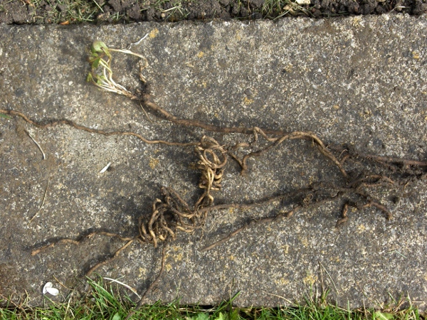 field bindweed / Convolvulus arvensis