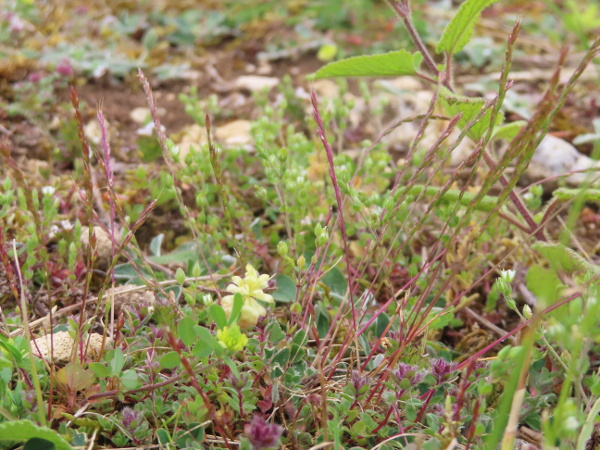 mat-grass fescue / Vulpia unilateralis: _Vulpia unilateralis_ is a small grass that is probably native to barish ground over limestone in the southern half of England.