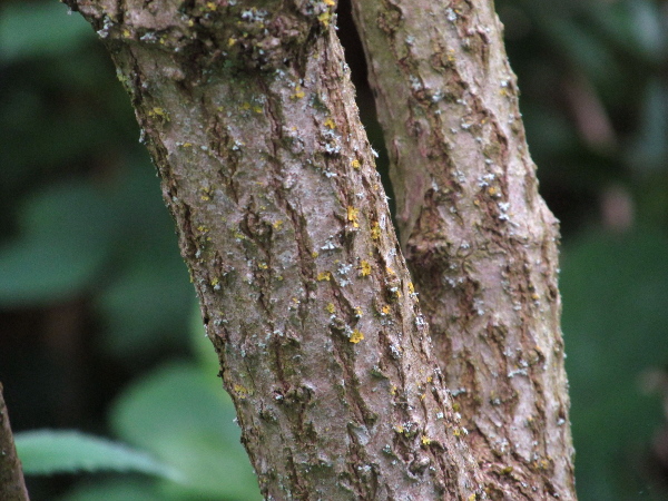 elder / Sambucus nigra: The bark of _Sambucus nigra_ is rough and soon develops vertical fissures.