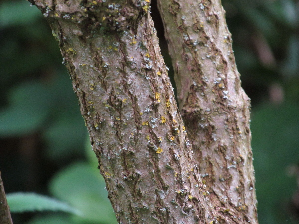 elder / Sambucus nigra