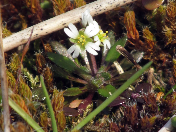 hairless whitlow-grass / Erophila glabrescens: _Erophila glabrescens_ is very similar to _Erophila verna_, although its petals are less deeply divided.