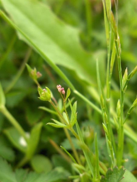 wall bedstraw / Galium parisiense