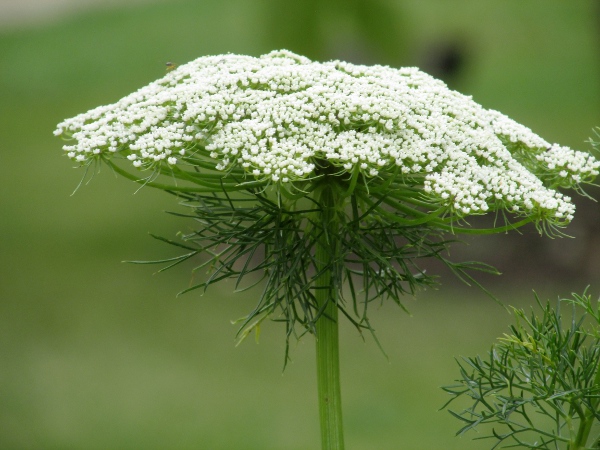 toothpick plant / Visnaga daucoides: The inflorescences of _Visnaga daucoides_ share the branches bracts of _Daucus carota_ and _Ammi majus_; its fruits are smaller than those of _Ammi majus_, and lack the spines of _Daucus carota_.