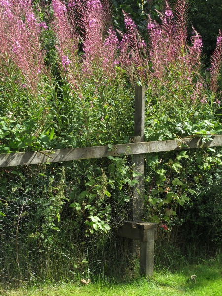 rosebay willowherb / Chamaenerion angustifolium