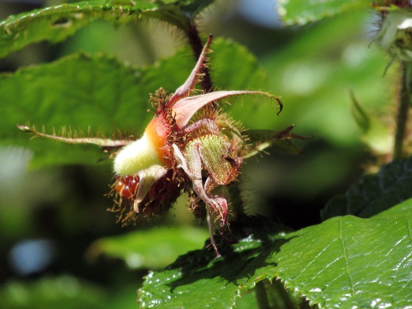 Chinese bramble / Rubus tricolor: The receptacle is strongly convex, and separates from the ripe fruit.