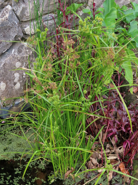 pale galingale / Cyperus eragrostis: _Cyperus eragrostis_ is a perennial plant that escapes fairly frequently in the southern half of the British Isles.
