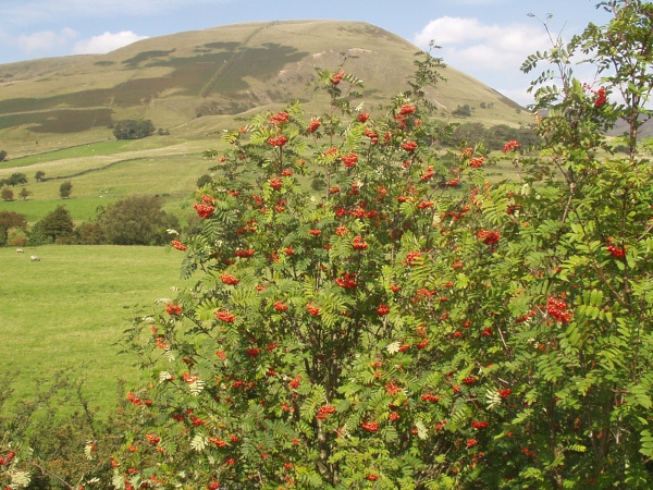 rowan / Sorbus aucuparia: _Sorbus aucuparia_ is a common and widespread tree, especially in upland areas.