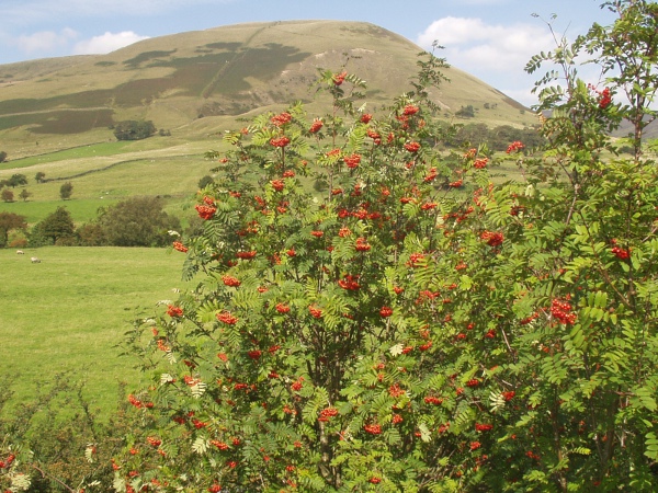 rowan / Sorbus aucuparia