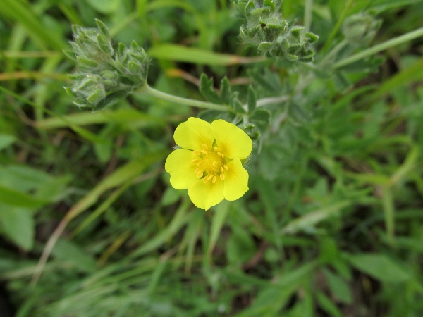 grey cinquefoil / Potentilla inclinata: The flowers of _Potentilla inclinata_ are also larger than those of _Potentilla argentea_.