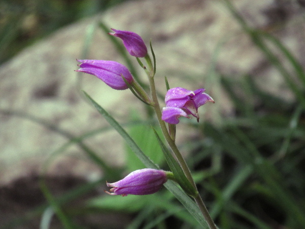 red helleborine / Cephalanthera rubra: _Cephalanthera rubra_ is perilously rare in Great Britain, surviving only at three protected calcareous sloping woodland sites in southern England; its pink flowers are distinctive.