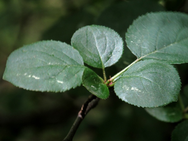 pear / Pyrus communis