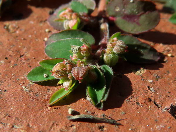 spotted spurge / Euphorbia maculata: _Euphorbia maculata_ has asymmetrical-based leaves, usually with a conspicuous blotch in the centre; its stems and fruits are markedly hairy, unlike the locally extinct _Euphorbia peplis_.