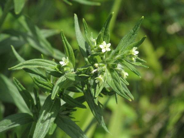 common gromwell / Lithospermum officinale: The flowers of _Lithospermum officinale_ are relatively small and ivory-white.