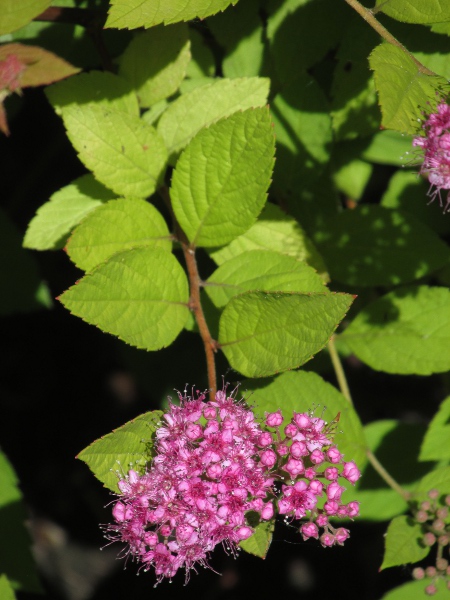 Japanese spiraea / Spiraea japonica