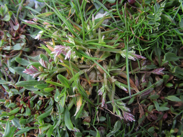 bulbous meadow-grass / Poa bulbosa